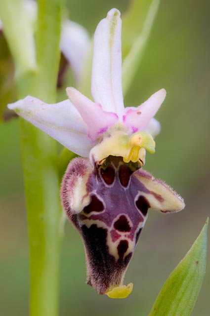 Ophrys fuciflora